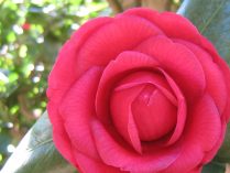 Flor de camelia rosa